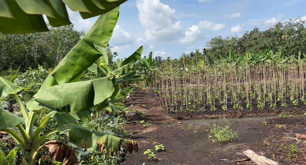 ekosistem batang pisang