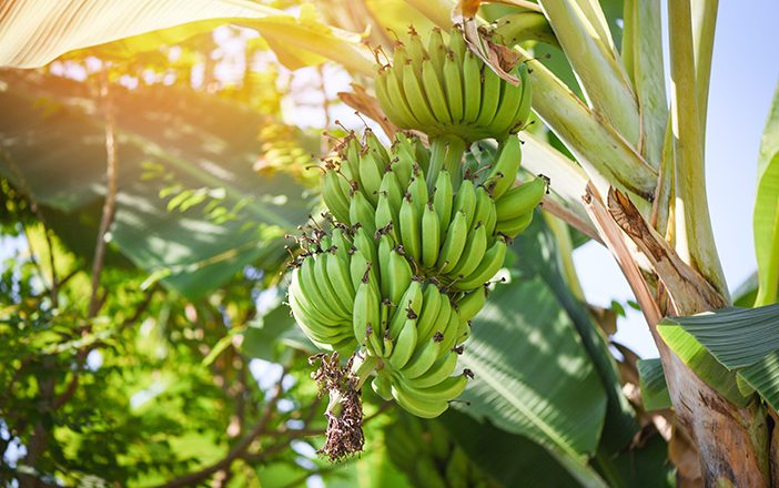 manfaat batang pisang untuk tanaman