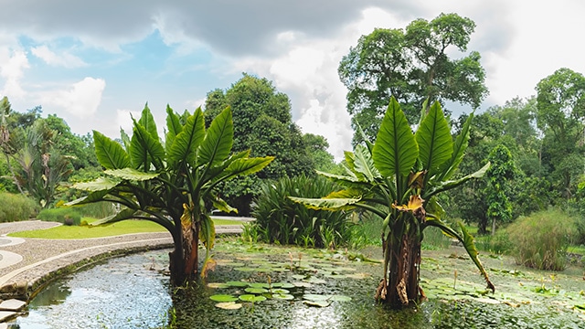 ekosistem batang pisang