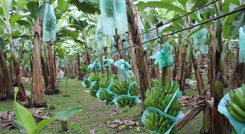 manfaat batang pisang untuk tanaman cabe