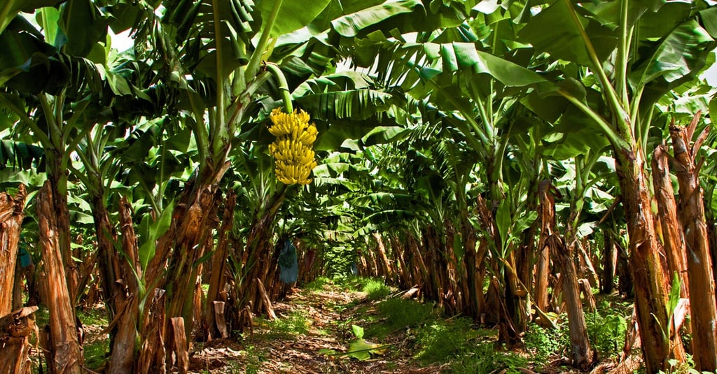 kandungan gedebog pisang untuk pakan ternak